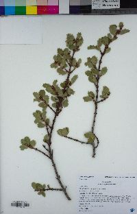 Ceanothus pinetorum image