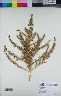 Amaranthus albus image