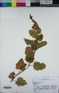 Phacelia damnationensis image