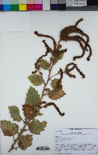 Phacelia damnationensis image