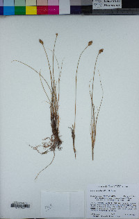 Carex occidentalis image