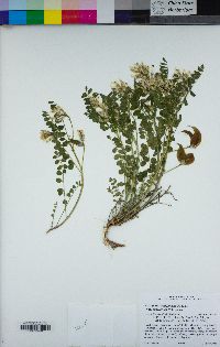 Astragalus lentiginosus var. araneosus image