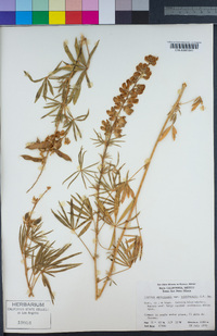 Lupinus andersonii image