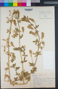 Medicago sativa image