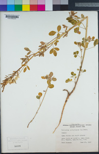 Melilotus officinalis image