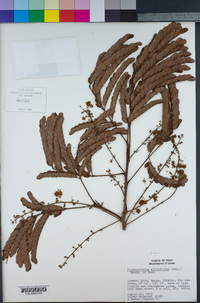 Albizia multiflora var. multiflora image