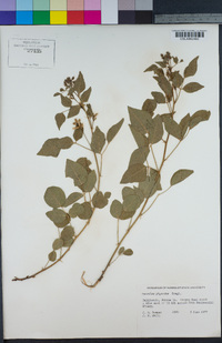 Rupertia physodes image