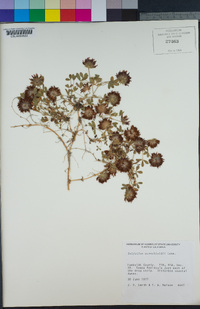 Trifolium wormskioldii image