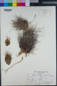 Sclerocactus uncinatus image