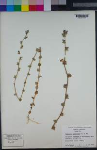 Triodanis perfoliata image