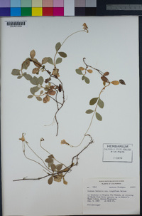 Linnaea borealis image