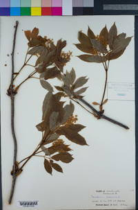 Sambucus racemosa image