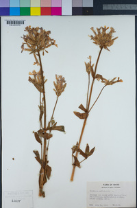 Saponaria officinalis image