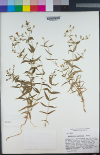 Pseudostellaria jamesiana image