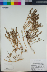 Extriplex californica image