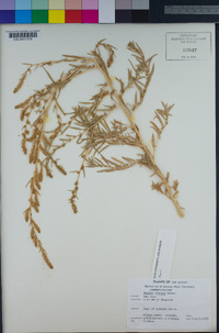 Kochia scoparia subsp. scoparia image