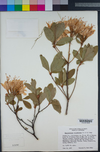 Rhododendron occidentale image