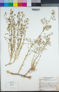 Galium angustifolium subsp. gracillimum image