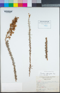 Image of Calceolaria alternifolia