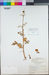 Calceolaria pinnata subsp. delicatula image