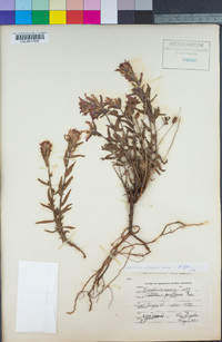 Castilleja applegatei image