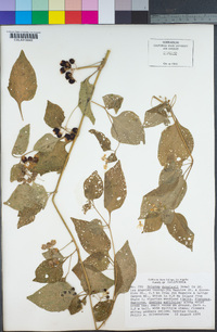 Solanum douglasii image