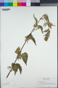 Urtica dioica subsp. gracilis image