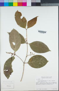 Image of Rinorea guatemalensis