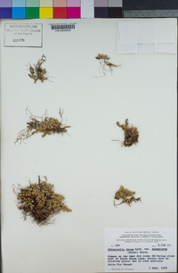 Selaginella scopulorum image