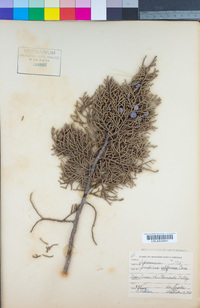 Juniperus californica image