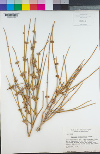 Ephedra nevadensis image