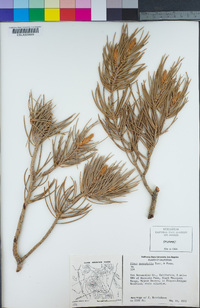 Pinus monophylla image