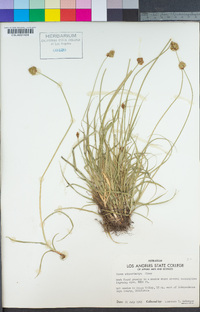 Carex athrostachya image