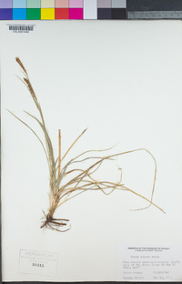 Carex blanda image