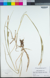 Carex laeviconica image