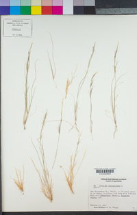 Aristida adscensionis image