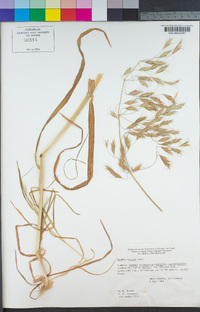 Bromus berteroanus image