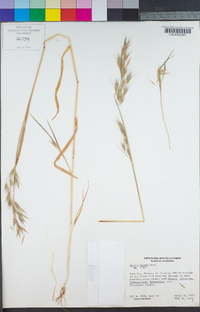 Bromus berteroanus image