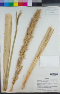 Elymus condensatus image