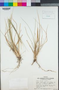 Stipa pulchra image