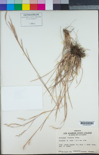 Schizachyrium scoparium image