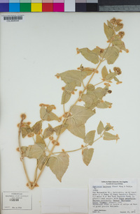 Ageratina herbacea image