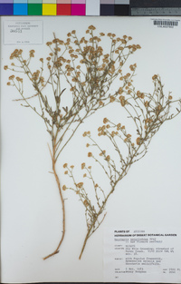 Baccharis sergiloides image