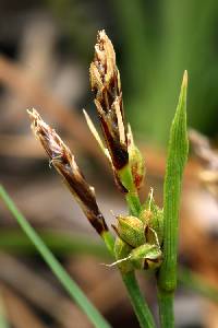 Image of Carex rossii