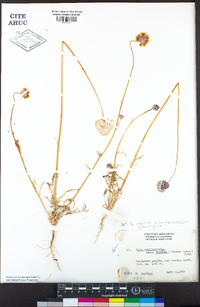 Gilia capitata subsp. staminea image