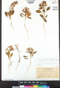 Eremothera boothii image