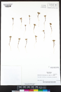 Navarretia divaricata image