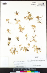 Navarretia leucocephala subsp. plieantha image