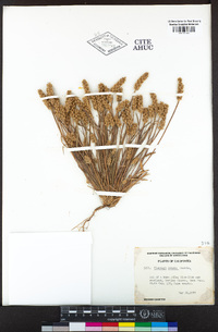 Plantago erecta image