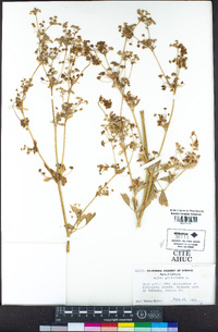 Apium graveolens image